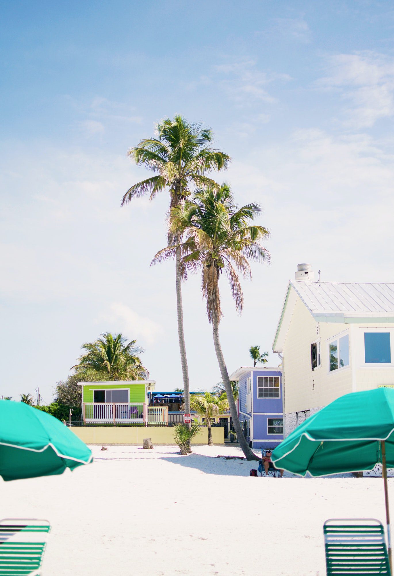 Tropical palm trees background on Florida beach