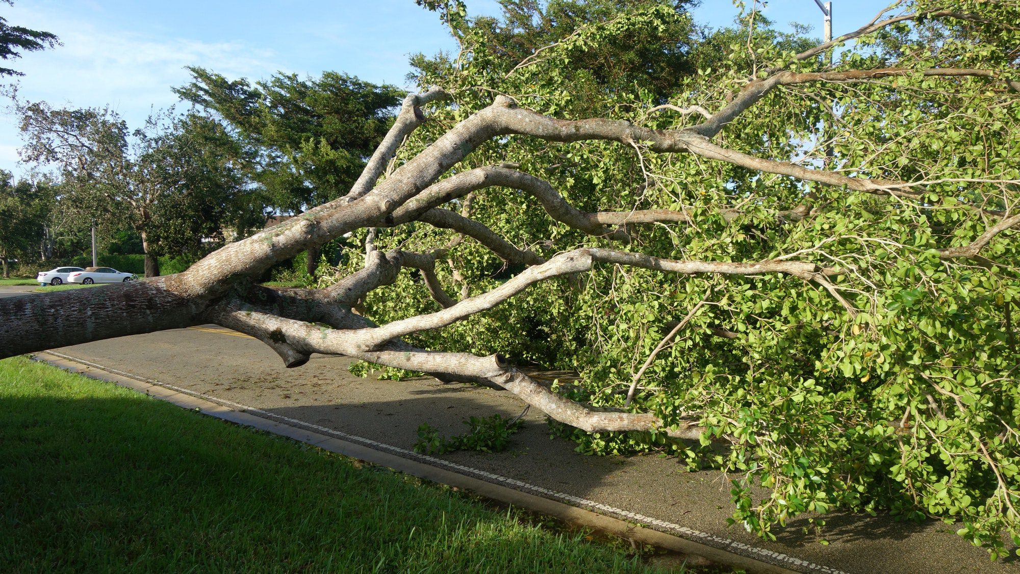 A Tree Toppled Over After Hurricane Irma