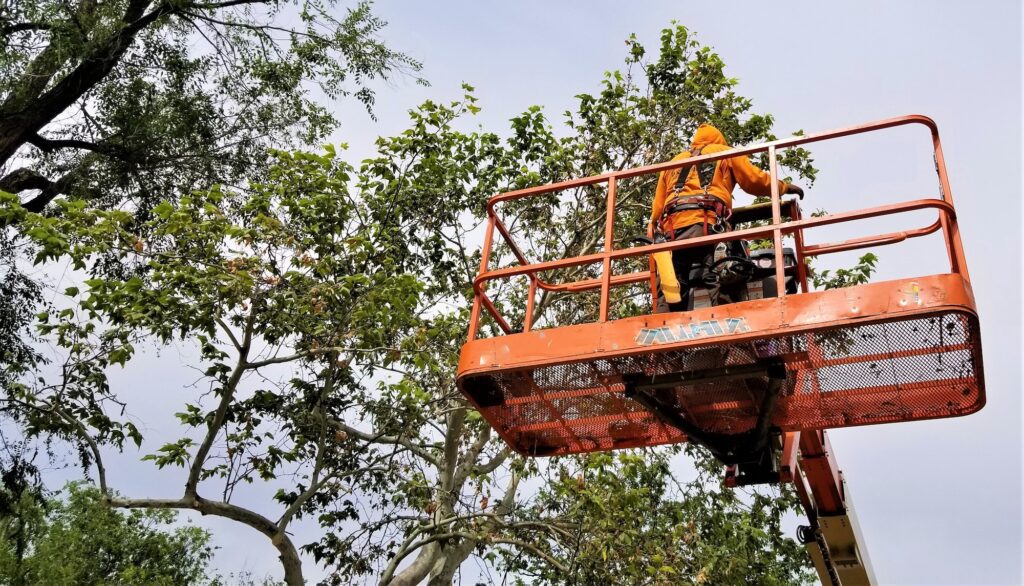 Tree trimming for hurricane preparedness in south florida
